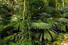 В лесу Таиланда нашли мертвого россиянина