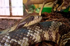 Первыми землетрясение на Урале почувствовали змеи