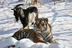 Зоозащитник назвал дружбу Амура и Тимура хорошо подготовленным пиаром