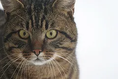 Живодёров хотят сажать на 5 лет