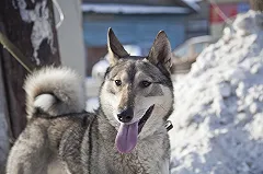 Ученые объяснили дружбу собаки и человека