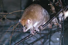 Детеныш кинкажу будет работать в Екатеринбургском зоопарке «психологом»