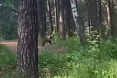 В свердловском городе медведь вышел к домам на запах выброшенного торта