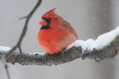 Гигантскую рогатку установят в центре Первоуральска
