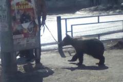 К южноуральцу, выгуливавшему медведя на улице, приехала полиция