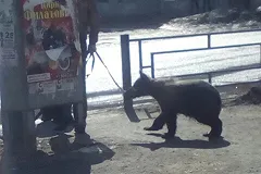 К южноуральцу, выгуливавшему медведя на улице, приехала полиция