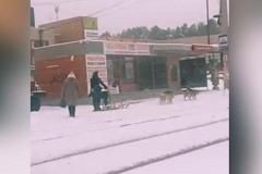 По Екатеринбургу рассекает мужчина на собачьей упряжке
