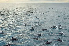 Строительство Крымского моста увеличило поголовье дельфинов