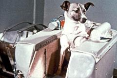 61 год назад был запущен первый биологический спутник с собакой Лайкой на борту