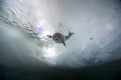 СМИ сообщили об угрозе пересыхания Байкала из-за ГЭС в Монголии