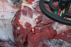 На Урале браконьер не поленился 1 января пойти в лес за «подарком» семье