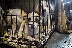 Ярмольник обвинил пожертвовавшую приюту треть миллиона студентку в самопиаре