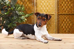 Долгожданные новые правила обращения с животными вступили в силу