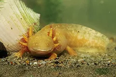 «До старости ребёнок». В Екатеринбургский зоопарк вернулся аксолотль