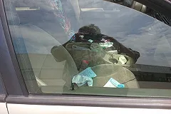 Приёмная дочь гомосексуалиста из США умерла на жаре в машине