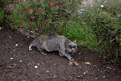 Жительница Свердловской области подожгла соседа, убившего ее кота