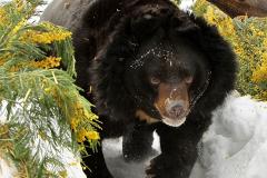 Уже весна: в Екатеринбургском зоопарке проснулись медведи