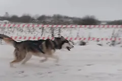 В Новосибирске мужчина избил школьницу за замечание о его собаке