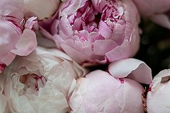 Мошенники подарили россиянке шикарный букет, но остались ни с чем