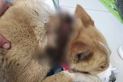 В Свердловской области живодёр пытался повесить собаку