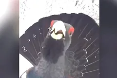 К свердловчанину на лыжах пристал глухарь