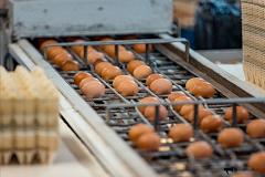 Свердловские власти договариваются с бизнесменами о цене на яйца