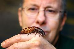 Нанороботами внутри тараканов научились управлять силой мысли