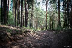 В Екатеринбурге браконьеры вырубили деревьев на три миллиона рублей