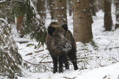 Рекордно расплодившиеся в лесах копытные привлекают в Свердловскую область волков