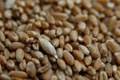 Российские мукомолы заявили о дефиците хлебопекарной пшеницы