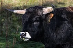 Пермский Минкульт разрешил жертвоприношение быка, попросив не афишировать ритуал