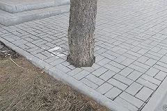 На Эльмаше замуровали в плитку ствол лиственницы