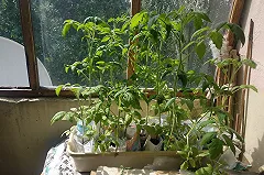 Россиян предупредили о штрафе за разведение огорода возле подъездов