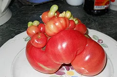 Врачи официально зафиксировали первую смерть от ГМО продукта