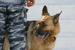 Килограмм кокаина обнаружил пёс таможенной службы аэропорта