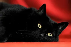 Екатеринбургский живодер заплатит 20 000 рублей за убийство кота Симбы