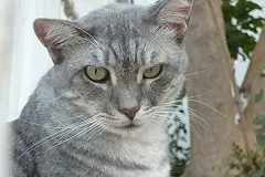 Турецкие кошки на саммите G20 затмили президентов