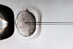 Ученые впервые успешно вырастили сперматозоиды из стволовых клеток