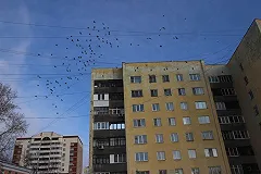 Владелец квартиры-голубятни оказался спасателем птиц