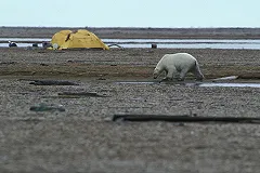 Обама доел за медведем лосося