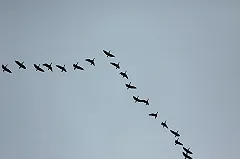 В Карпинском районе пропавшие охотники найдены мертвыми