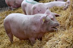 Мускулистые свиньи из Камбоджи возмутили зоозащитников