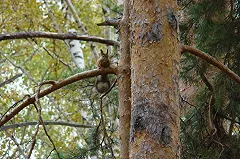 В лесах под Нижним Тагилом ищут двух человек, еще один найден уже мертвым