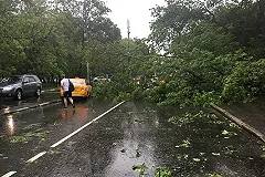В Нижнем Тагиле на 11-летнего мальчика упала ветка тополя