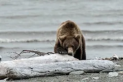 На Урале грибник отправил медведицу в нокдаун