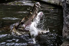 На Шри-Ланке крокодил растерзал журналиста