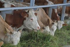 Приставы арестовали 127 коров, принадлежащих свердловскому фермеру, за долги