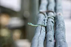 Метровая змея заползла в рот уснувшей россиянке — видео