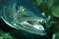 Тимати покусала хищная рыба во время отдыха на Карибских островах