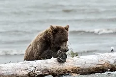 В Воронеже вынесли приговор владельцу убившего человека медведя